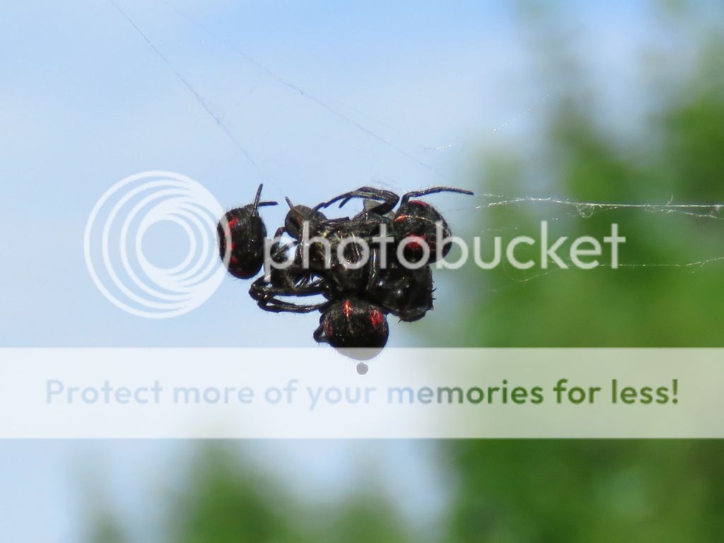 FORONATURA Arañas (Parawixia Bistriata) Invertebrados